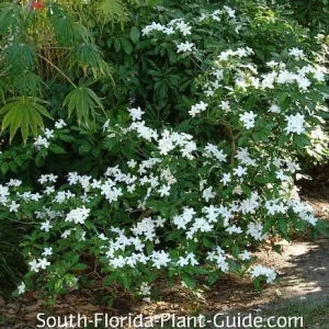 Pinwheel Jasmine Live Plant - White Flowered Shrub, 4-inch Pot, Outdoor - Image 3
