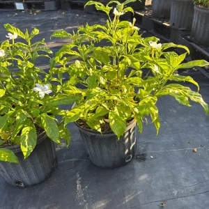 Pinwheel Jasmine Live Plant - White Flowered Shrub, 4-inch Pot, Outdoor - Image 6