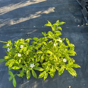 Pinwheel Jasmine Live Plant - White Flowered Shrub, 4-inch Pot, Outdoor - Image 7
