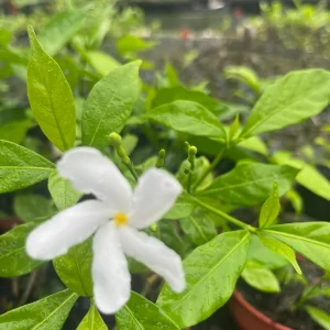Pinwheel Jasmine Live Plant – White Flowers, 4 inch Pot – Outdoor Shrub - Image 2