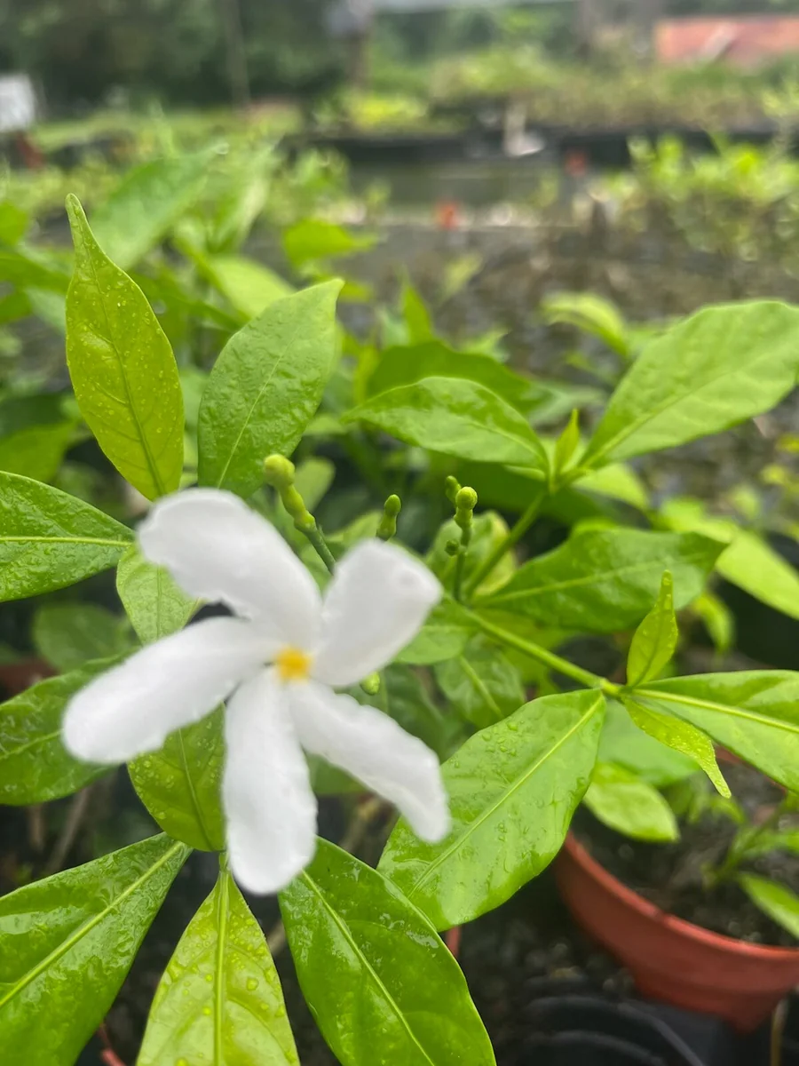 Pinwheel Jasmine Live Plant – White Flowers, 4 inch Pot – Outdoor Shrub - Image 2