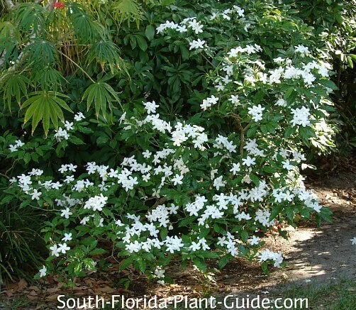 Pinwheel Jasmine Live Plant – White Flowers, 4 inch Pot – Outdoor Shrub - Image 3