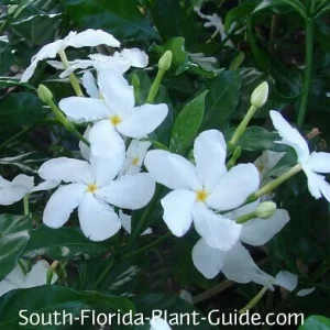 Pinwheel Jasmine Live Plant – White Flowers, 4 inch Pot – Outdoor Shrub - Image 4