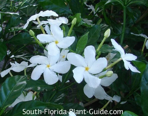 Pinwheel Jasmine Live Plant – White Flowers, 4 inch Pot – Outdoor Shrub - Image 4