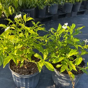 Pinwheel Jasmine Live Plant – White Flowers, 4 inch Pot – Outdoor Shrub - Image 5