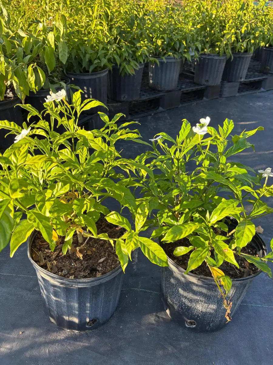 Pinwheel Jasmine Live Plant – White Flowers, 4 inch Pot – Outdoor Shrub - Image 5