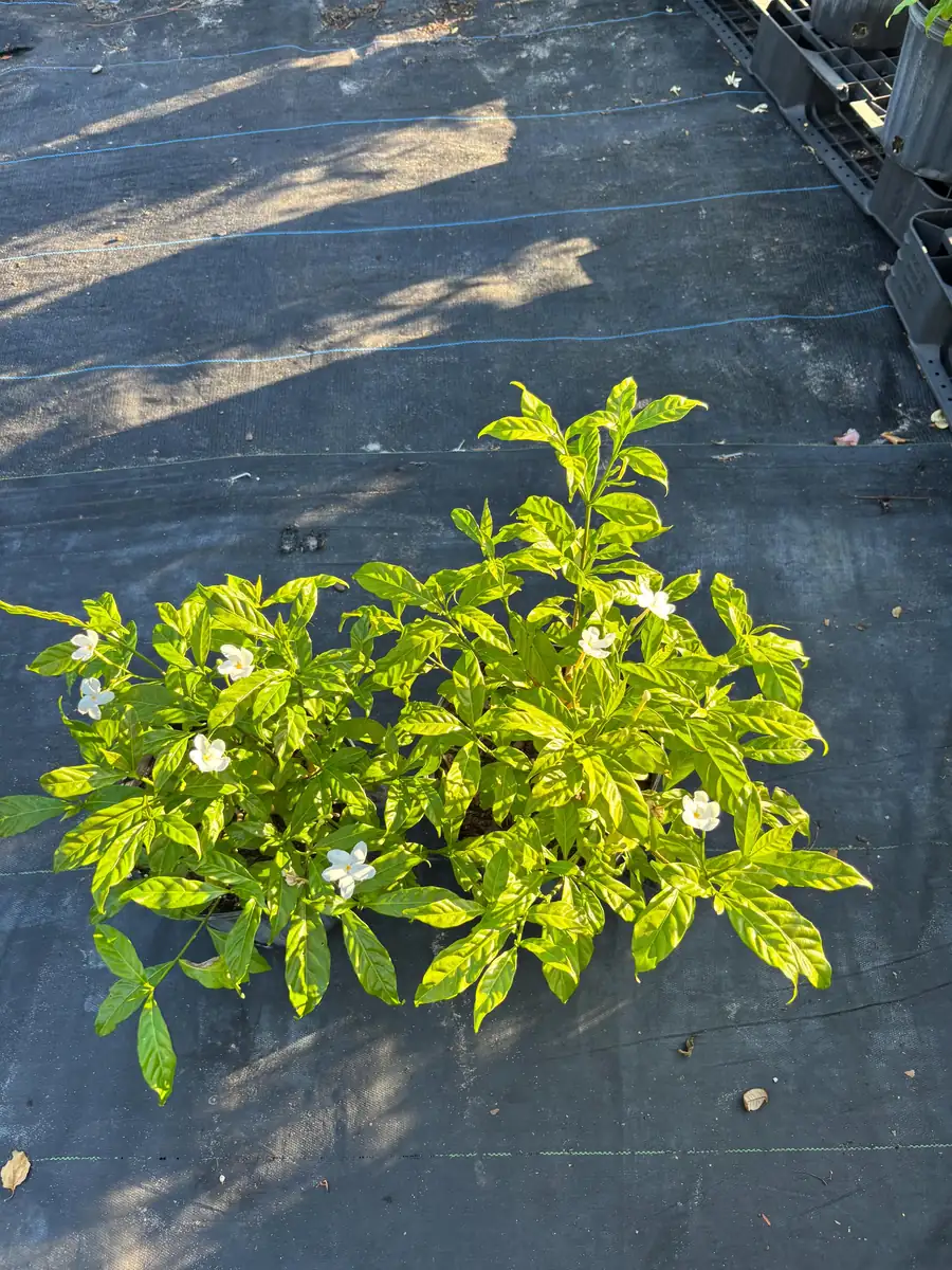 Pinwheel Jasmine Live Plant – White Flowers, 4 inch Pot – Outdoor Shrub - Image 7