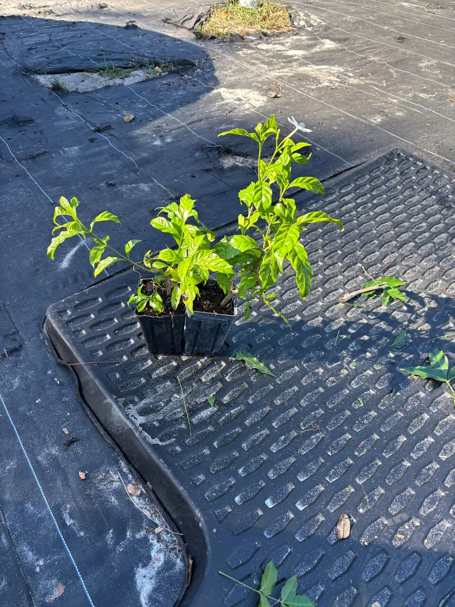 Pinwheel Jasmine Live Plant – White Flowers, 4 inch Pot – Outdoor Shrub - Image 8