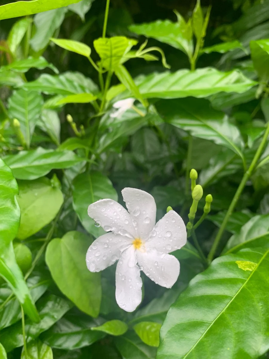 Pinwheel Jasmine Live Plant – White Flowers, 4 inch Pot – Outdoor Shrub - Image 1
