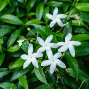 Pinwheel Live Plant – Half Gallon Pot – Flowering Indoor/Outdoor Plant - Image 1