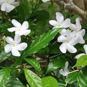 Pinwheel Live Plant – Half Gallon Pot – Flowering Indoor/Outdoor Plant - Image 2