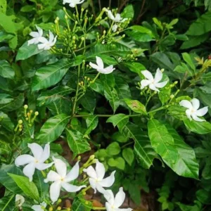 Pinwheel Live Plant – Half Gallon Pot – Flowering Indoor/Outdoor Plant - Image 3