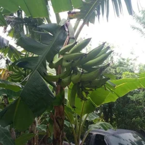 Plantain Plant Rhizome - Live Bare Root Perennial Herb - Image 3