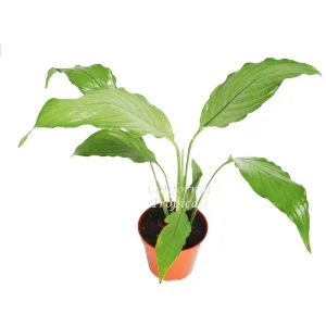 Platinum Mist Peace Lily Live Plant – 4 inch Pot – Indoor Houseplant - Image 1