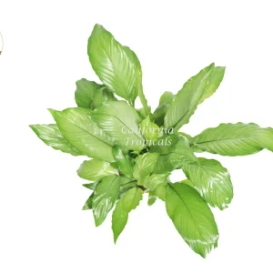 Platinum Mist Peace Lily Live Plant - 6 inch Pot - Indoor Houseplant - Image 2