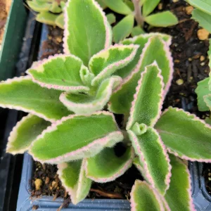 Plectranthus amboinicus Cuban Oregano Live Succulent Plant - Aromatic Herb - Image 2