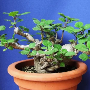 Plectranthus ernstii Live Plant – 2.5