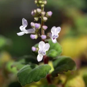 Plectranthus ernstii Live Plant – 2.5