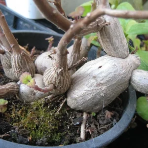 Plectranthus ernstii Live Plant – 2.5