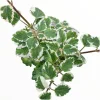 Plectranthus forsteri 'Marginatus' Variegated Swedish Ivy Live Plant - Easy Care Houseplant - Image 1