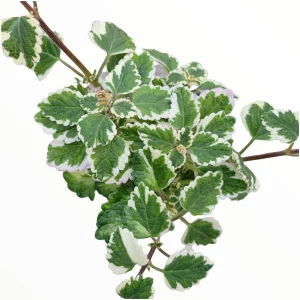 Plectranthus forsteri 'Marginatus' Variegated Swedish Ivy Live Plant - Easy Care Houseplant - Image 1
