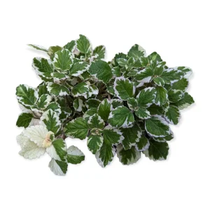 Plectranthus forsteri 'Marginatus' Variegated Swedish Ivy Live Plant - Easy Care Houseplant - Image 4