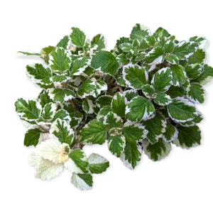 Plectranthus forsteri 'Marginatus' Variegated Swedish Ivy Live Plant - Easy Care Houseplant - Image 5