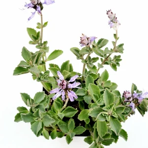 Plectranthus neochilus Mike's Fuzzy Wuzzy Succulent Live Plant - Image 1