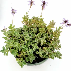Plectranthus neochilus Mike's Fuzzy Wuzzy Succulent Live Plant - Image 5