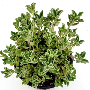 Plectranthus neochilus Mike's Fuzzy Wuzzy Succulent Live Plant - Image 7