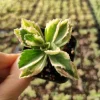Plectranthus neochilus Variegated 'Mike's Fuzzy Wuzzy' Succulent Plant - Image 1