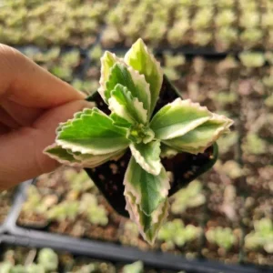 Plectranthus neochilus Variegated 'Mike's Fuzzy Wuzzy' Succulent Plant - Image 2