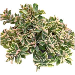 Plectranthus neochilus Variegated 'Mike's Fuzzy Wuzzy' Succulent Plant - Image 6