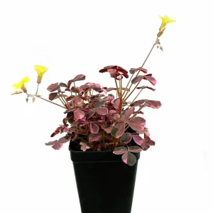 Plum Crazy Oxalis Live Plant – Purple Maroon Foliage – 2.5 inch Pot – Indoor/Outdoor - Image 2