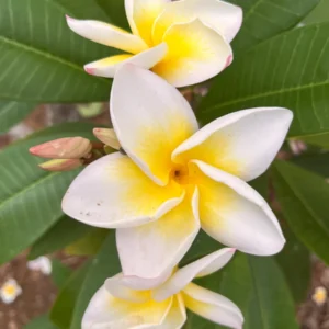 Plumeria CINDY MORAGNE Yellow Unrooted Cutting 10-12 in Tropical Exotic Plant - Image 1