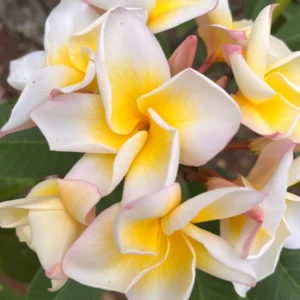 Plumeria CINDY MORAGNE Yellow Unrooted Cutting 10-12 in Tropical Exotic Plant - Image 2