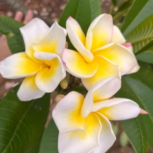 Plumeria CINDY MORAGNE Yellow Unrooted Cutting 10-12 in Tropical Exotic Plant - Image 3
