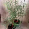 Podocarpus Gracilior Live Plant - African Fern Pine in 6 inch Pot, Indoor/Outdoor Evergreen - Image 1