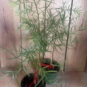Podocarpus Gracilior Live Plant - African Fern Pine in 6 inch Pot, Indoor/Outdoor Evergreen - Image 2