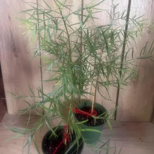 Podocarpus Gracilior Live Plant - African Fern Pine in 6 inch Pot, Indoor/Outdoor Evergreen - Image 1