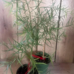 Podocarpus Gracilior Live Plant - African Fern Pine in 6 inch Pot, Indoor/Outdoor Evergreen - Image 4