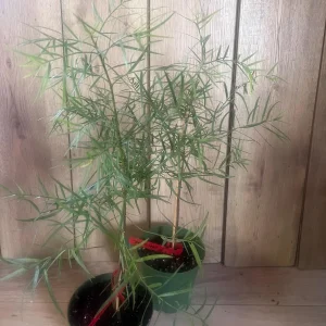 Podocarpus Gracilior Live Plant - African Fern Pine in 6 inch Pot, Indoor/Outdoor Evergreen - Image 7
