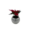 Poinsettia Live Plant - 2 inch Pot - Festive Holiday Decor Indoor - Image 1