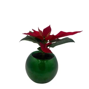 Poinsettia Live Plant in Green Globe Planter - 2 inch Pot - Festive Decor - Image 1