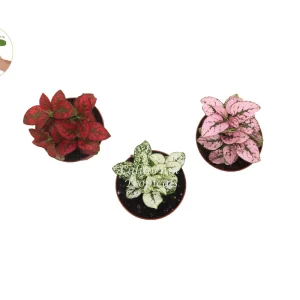 Polka Dot Plant Combo – Hypoestes Phyllostachya Live Plant – 2 inch Pot – Indoor - Image 2