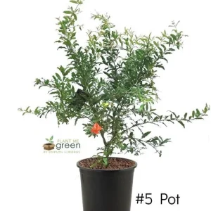 Pomegranate Live Plant – 2-3 Ft Tall – Fruit Bearing – 3 Gallon Pot – Outdoor - Image 2