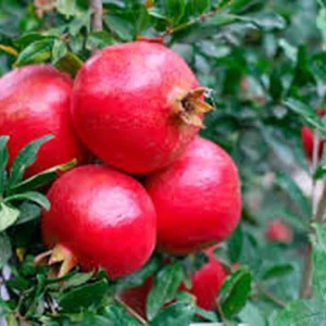 Pomegranate Live Plant – Half Gallon – Fruit Tree – Outdoor - Image 2