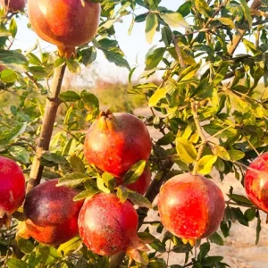 Pomegranate Live Plant – Half Gallon – Fruit Tree – Outdoor - Image 4