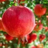 Pomegranate Live Plant – Half Gallon – Fruit Tree – Outdoor - Image 1