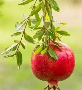 Pomegranate Live Plant Medovyi Vasha - 0.5 Gallon Pot - Outdoor Fruit Tree - Image 2